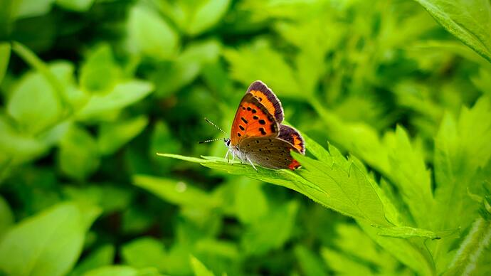 IMG_20250524_101628948_HDR-EDIT