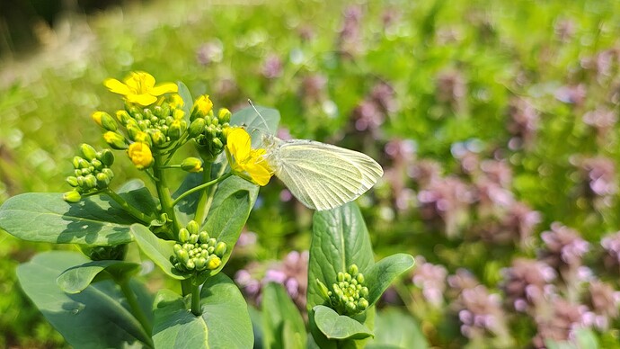 IMG_20250419_093756483_HDR