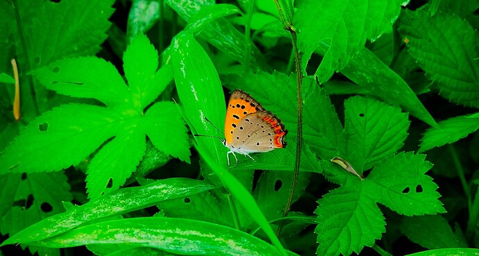 IMG_20250705_165001377_HDR-EDIT