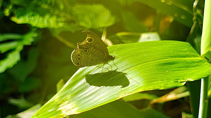 IMG_20250607_081124017_HDR