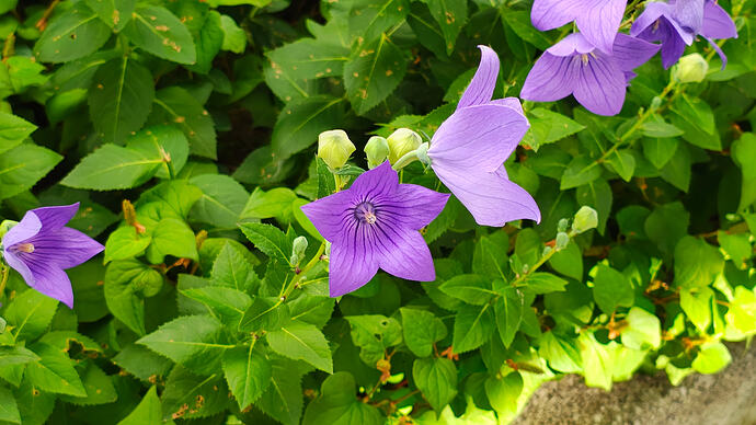 IMG_20260709_161451434_HDR