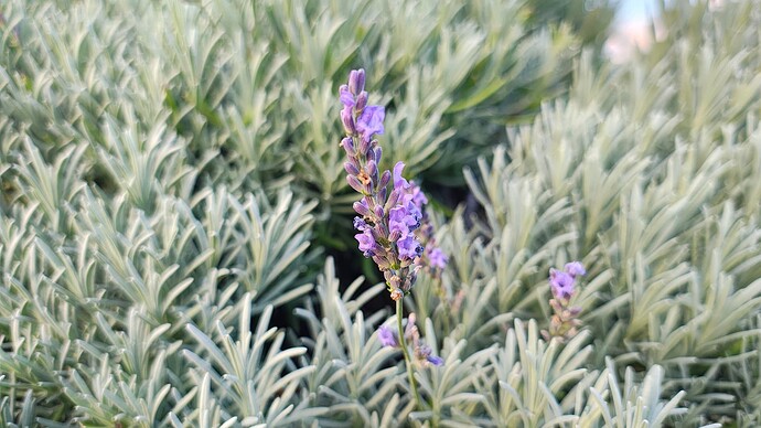 IMG_20251002_164039823_HDR