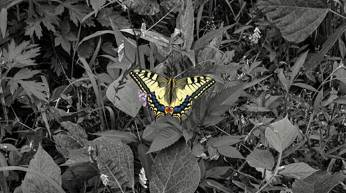The_butterfly_(Old_World_swallowtail)_202606172140