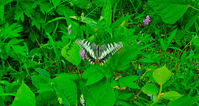 IMG_20260617_141007884-EDIT-EDIT
