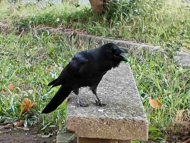 IMG_20251023_081618450_compressed