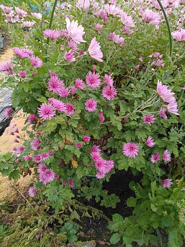 IMG_20251023_071113288_compressed