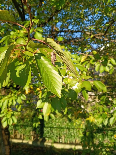 IMG_20251024_071915997_compressed