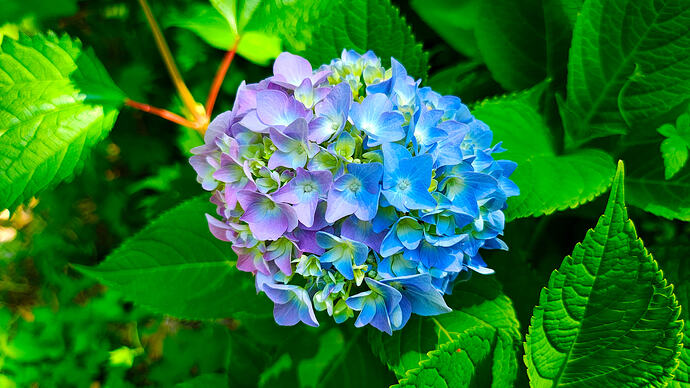 IMG_20260617_103932200_HDR-EDIT