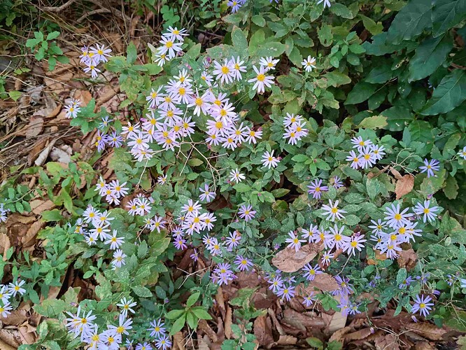 IMG_20251019_131832035_compressed