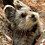 pika